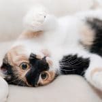 Comment rendre son chat heureux en appartement ?