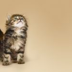 Choisir une assurance pour son chat : 5 conseils pratiques