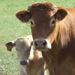 L’élevage des vaches et des veaux : est-ce compliqué ?