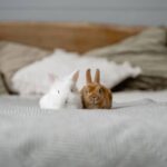 Comment trouver une pension pour lapin ?